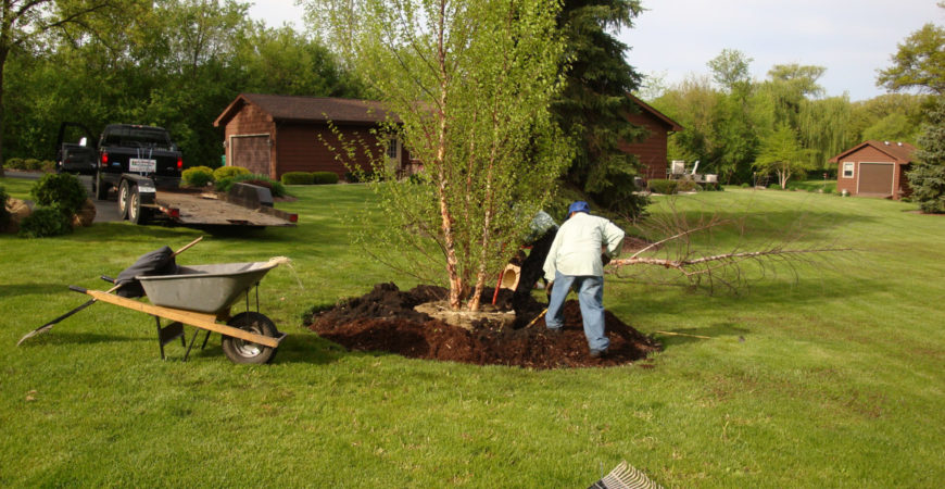 Stump Grinding & Removal